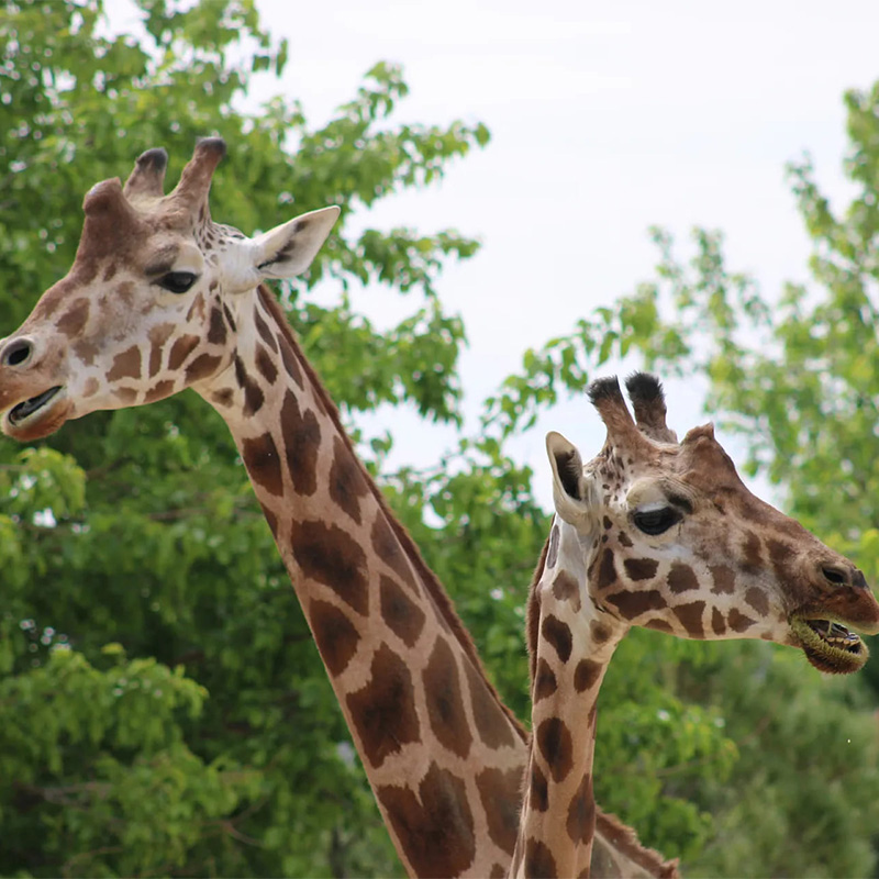 9 activites a faire a royan